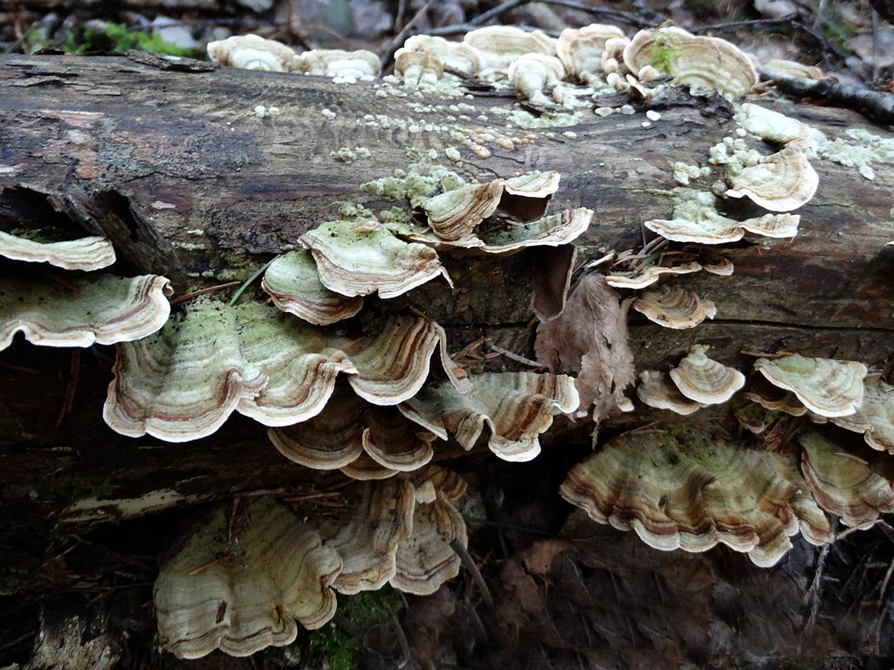 Stereum subtomentosum
