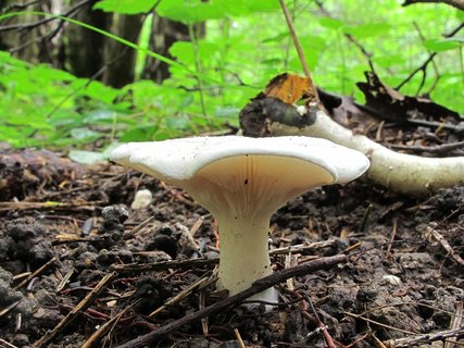 Clitopilus prunulus