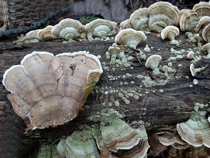 Stereum subtomentosum