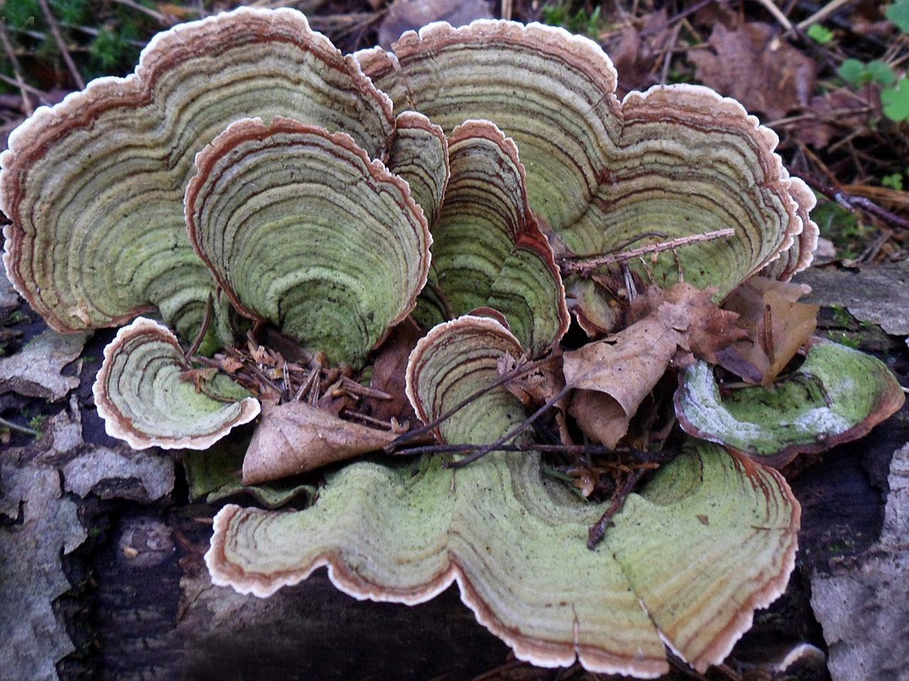 Stereum subtomentosum