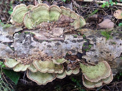 Stereum subtomentosum