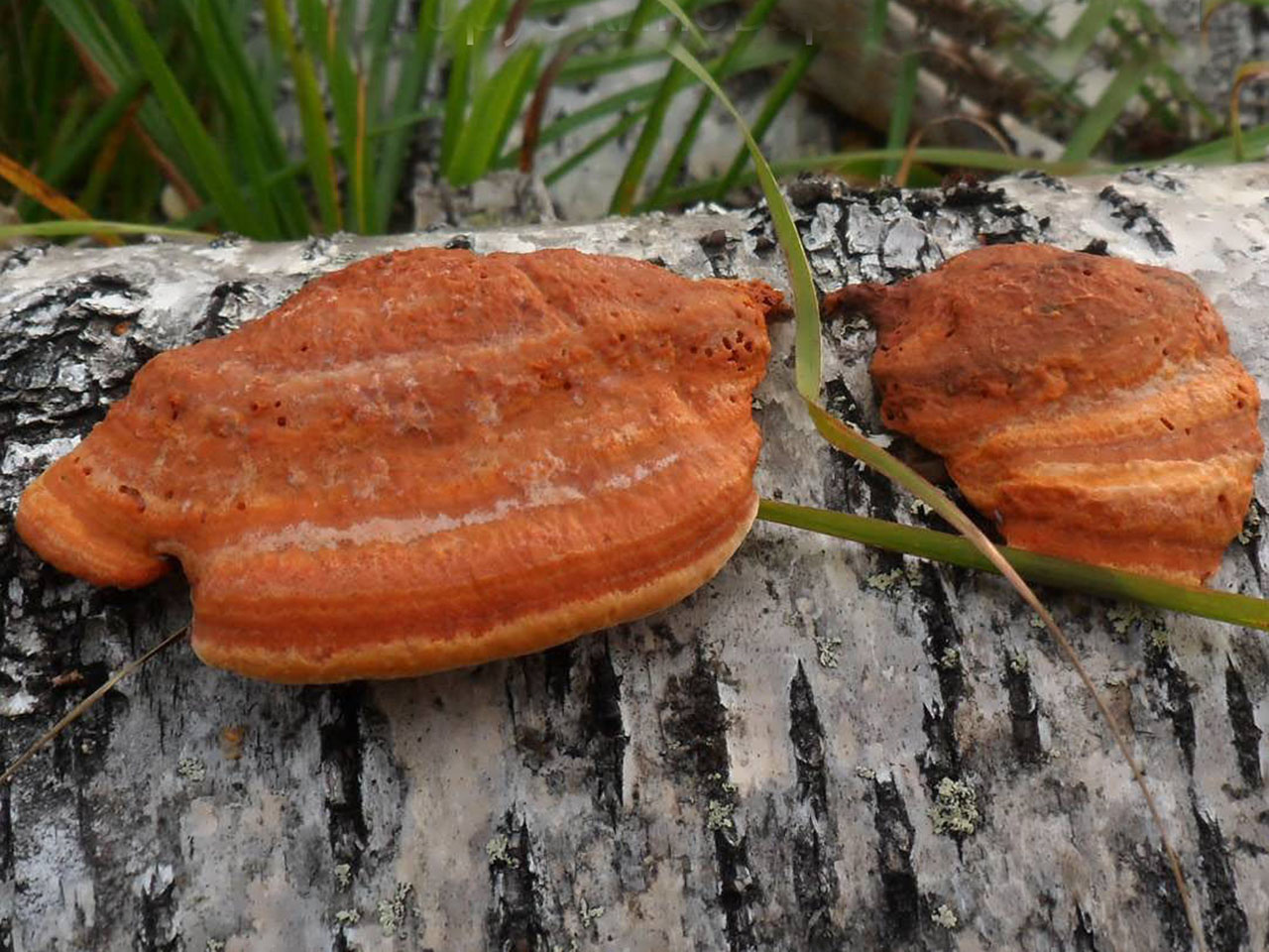 Pycnoporus cinnabarinus