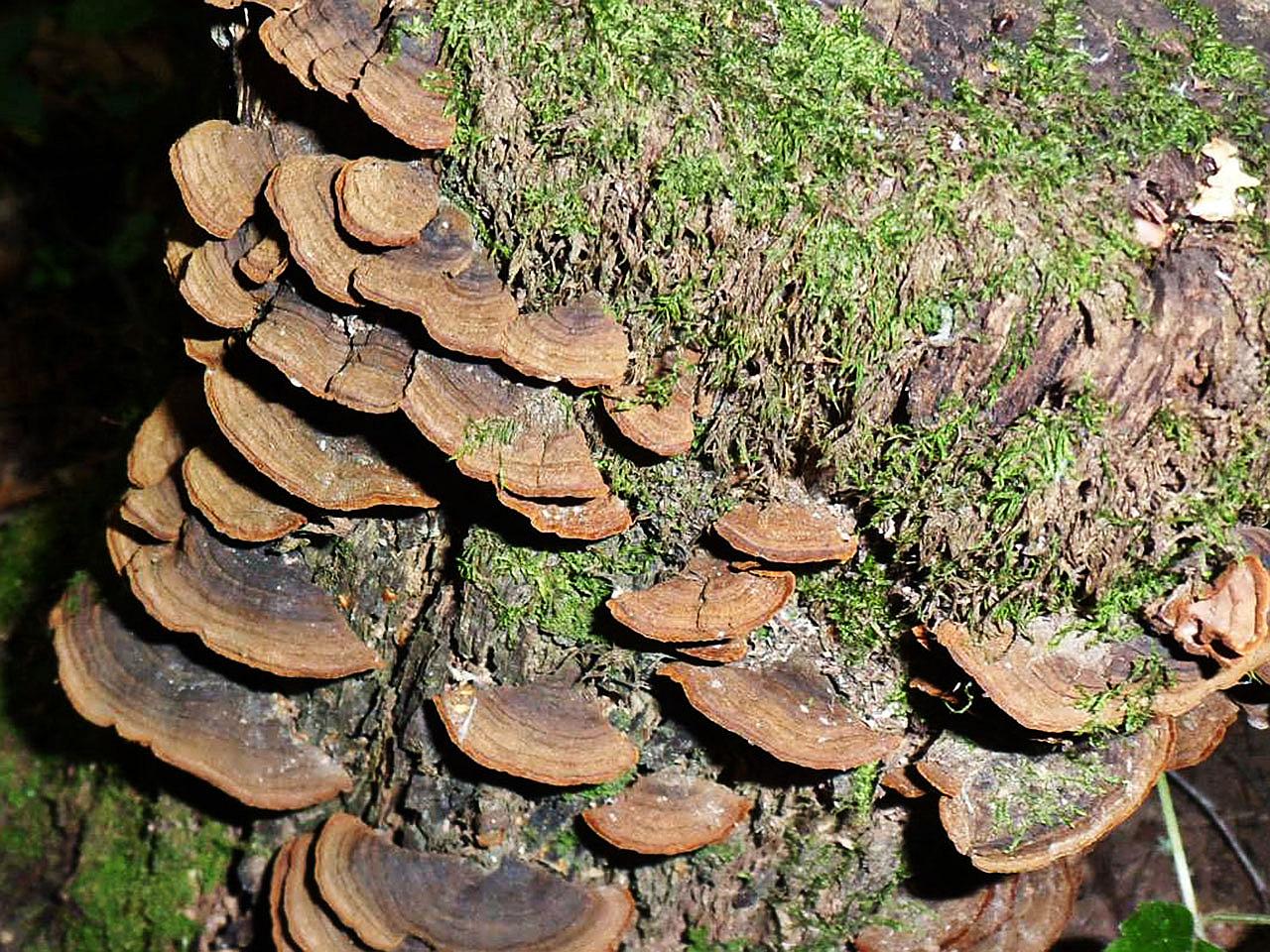 Hymenochaete rubiginosa