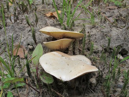 Clitopilus prunulus