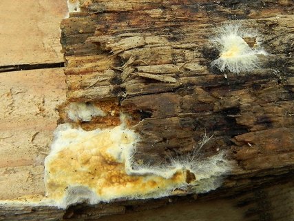 Serpula lacrymans