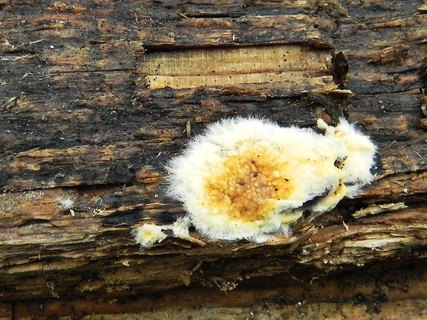 Serpula lacrymans