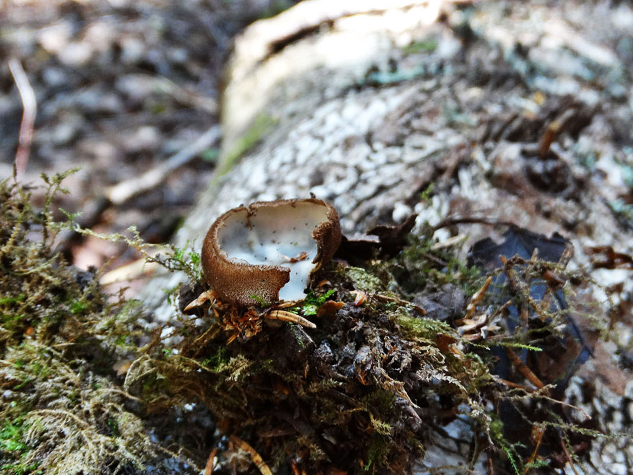 Humaria hemisphaerica