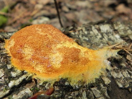 Fuligo septica