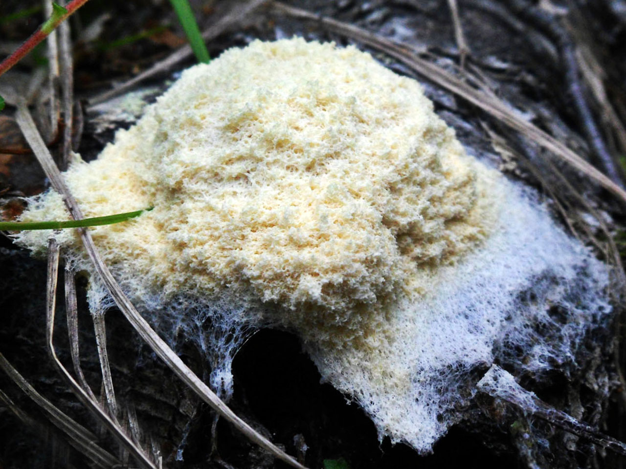 Fuligo septica