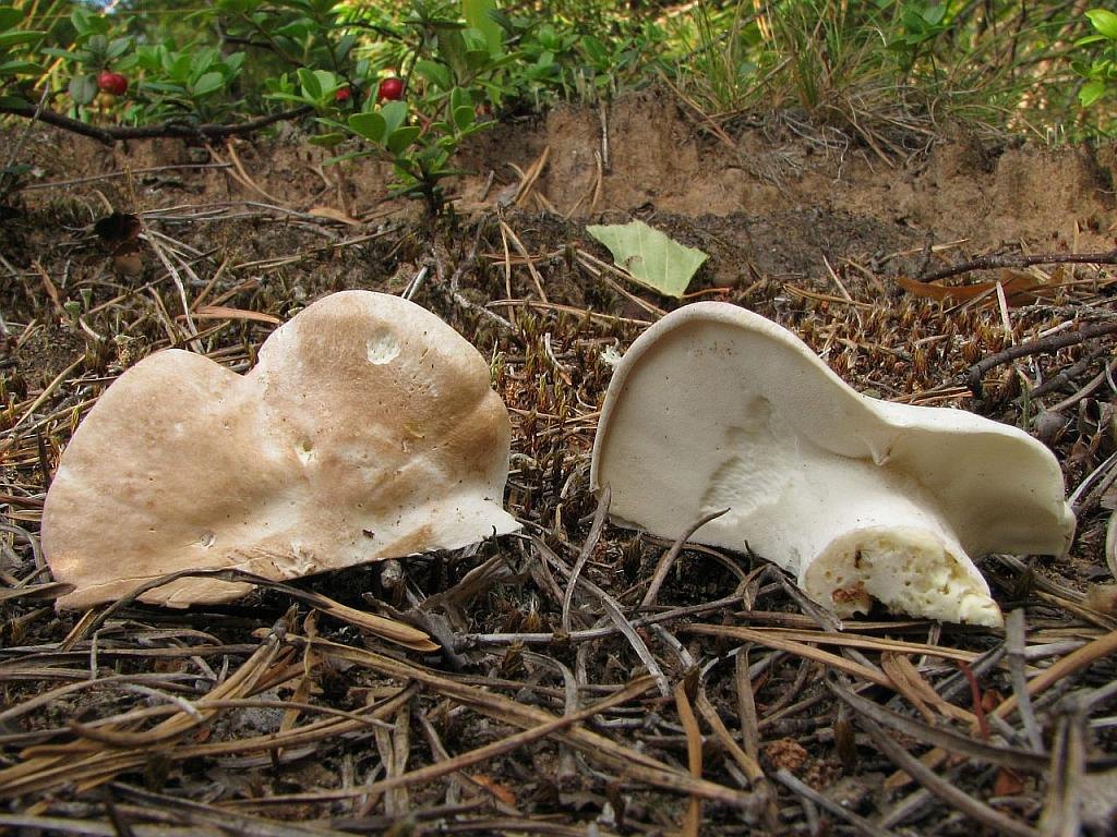Albatrellus
