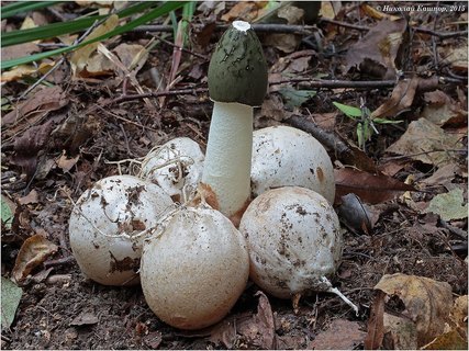 Phallus impudicus