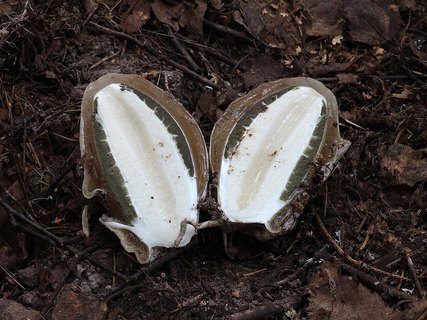 Phallus impudicus