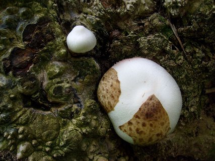 Volvariella bombycina