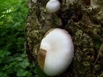 Volvariella bombycina