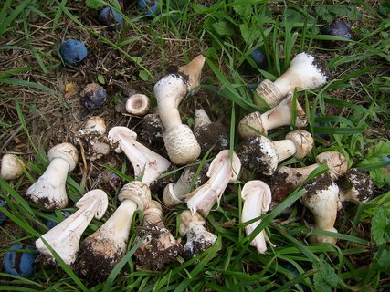Chlorophyllum brunneum