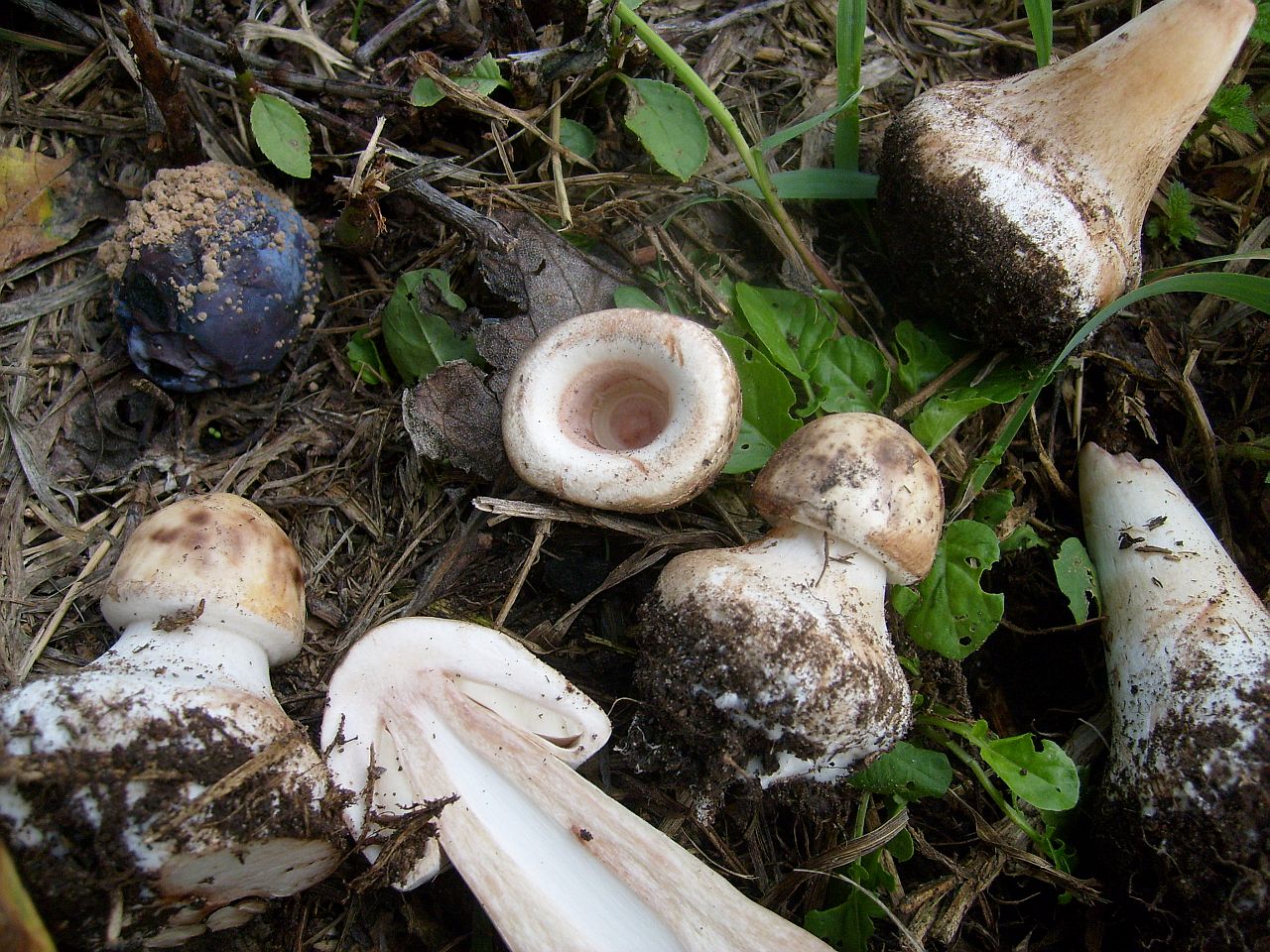 Chlorophyllum brunneum