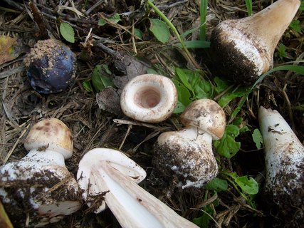 Chlorophyllum brunneum