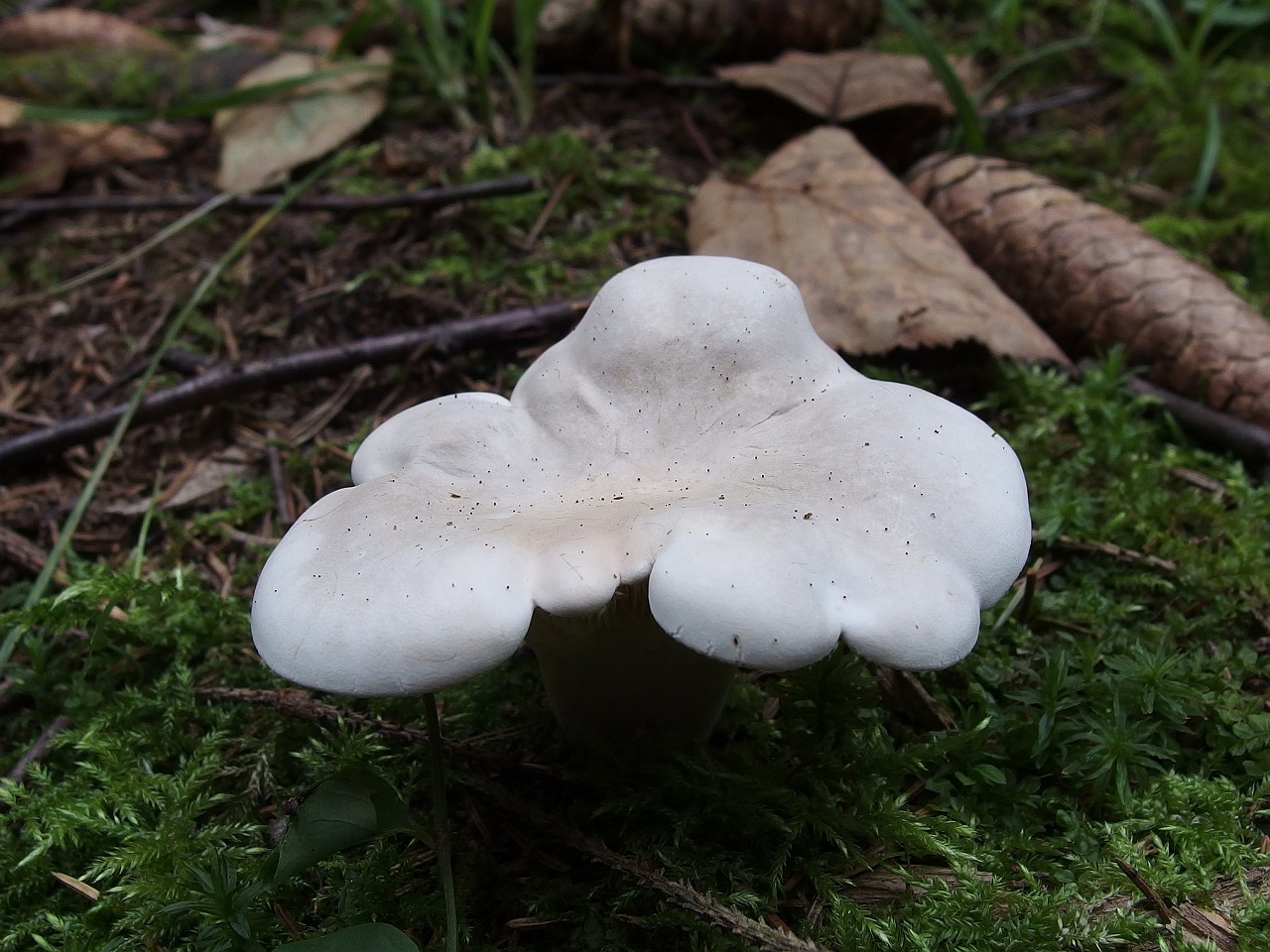 Clitopilus prunulus