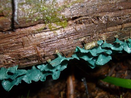 Chlorociboria aeruginascens