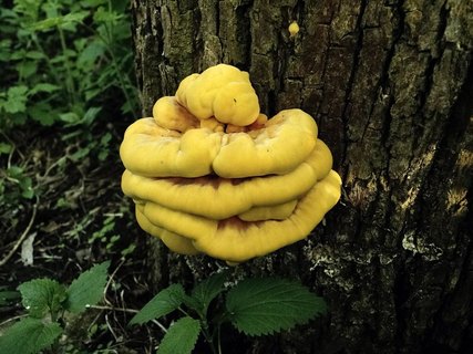 Laetiporus sulphureus