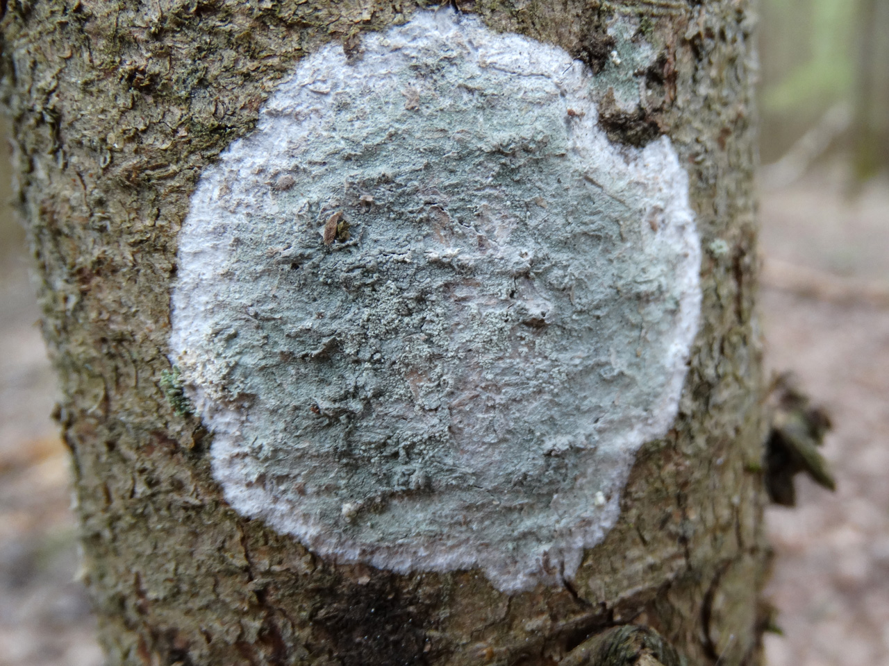 Cystostereum murrayi