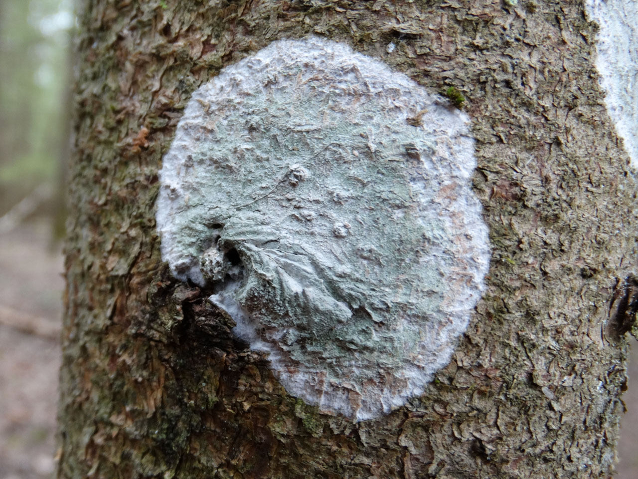 Cystostereum murrayi