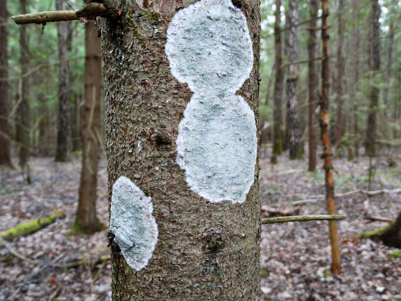 Cystostereum murrayi