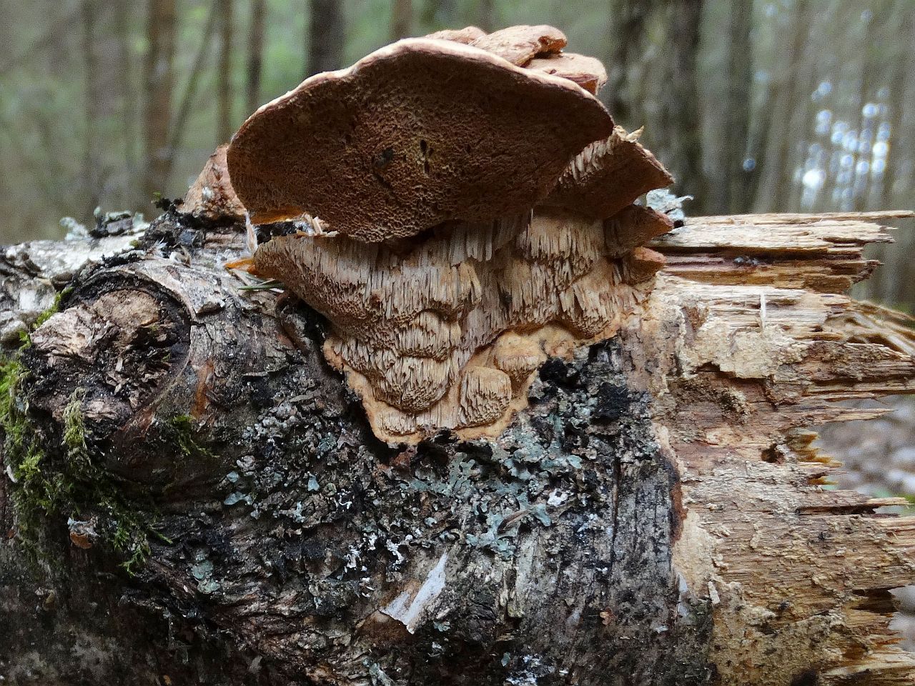 Hapalopilus rutilans