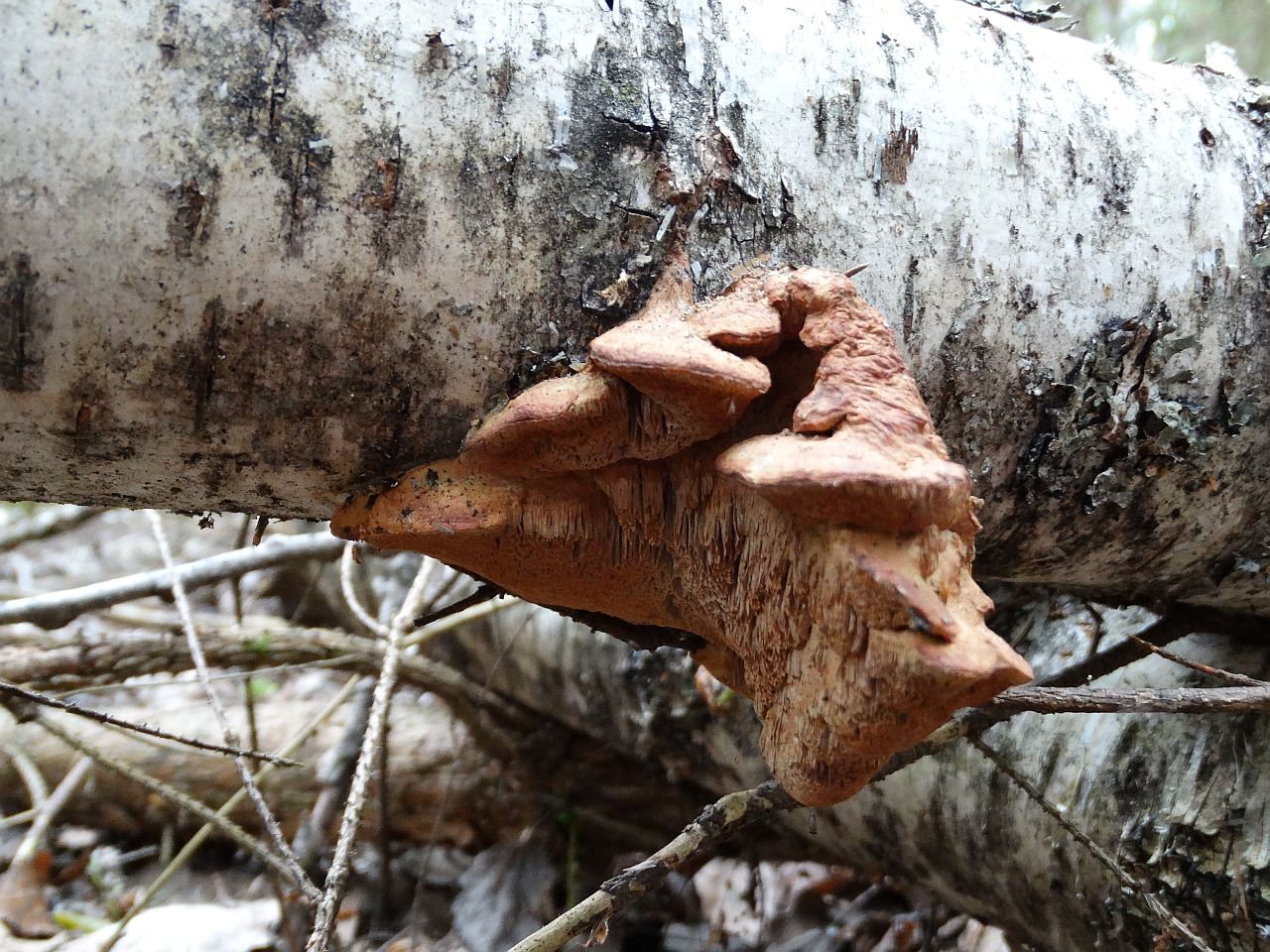 Hapalopilus rutilans