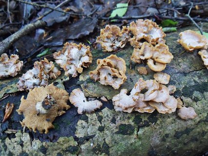 Panellus stipticus