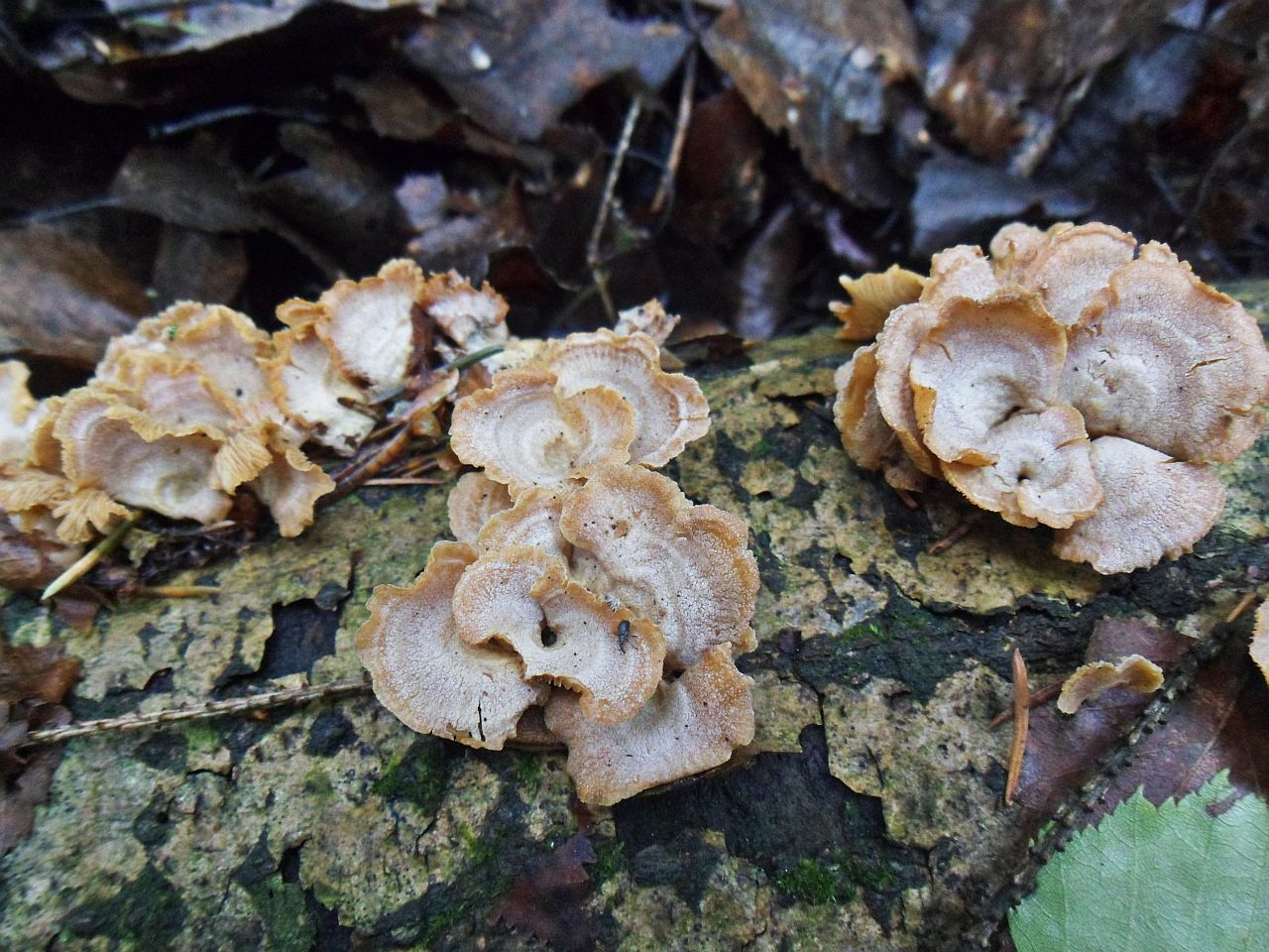 Panellus stipticus