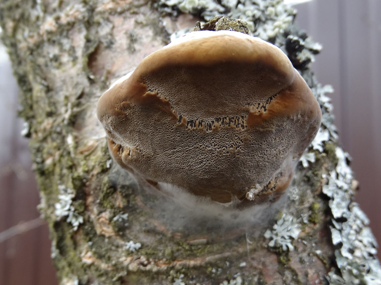 Phellinus pomaceus