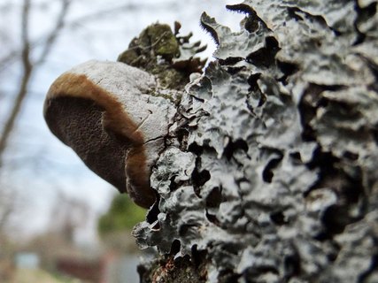 Phellinus pomaceus