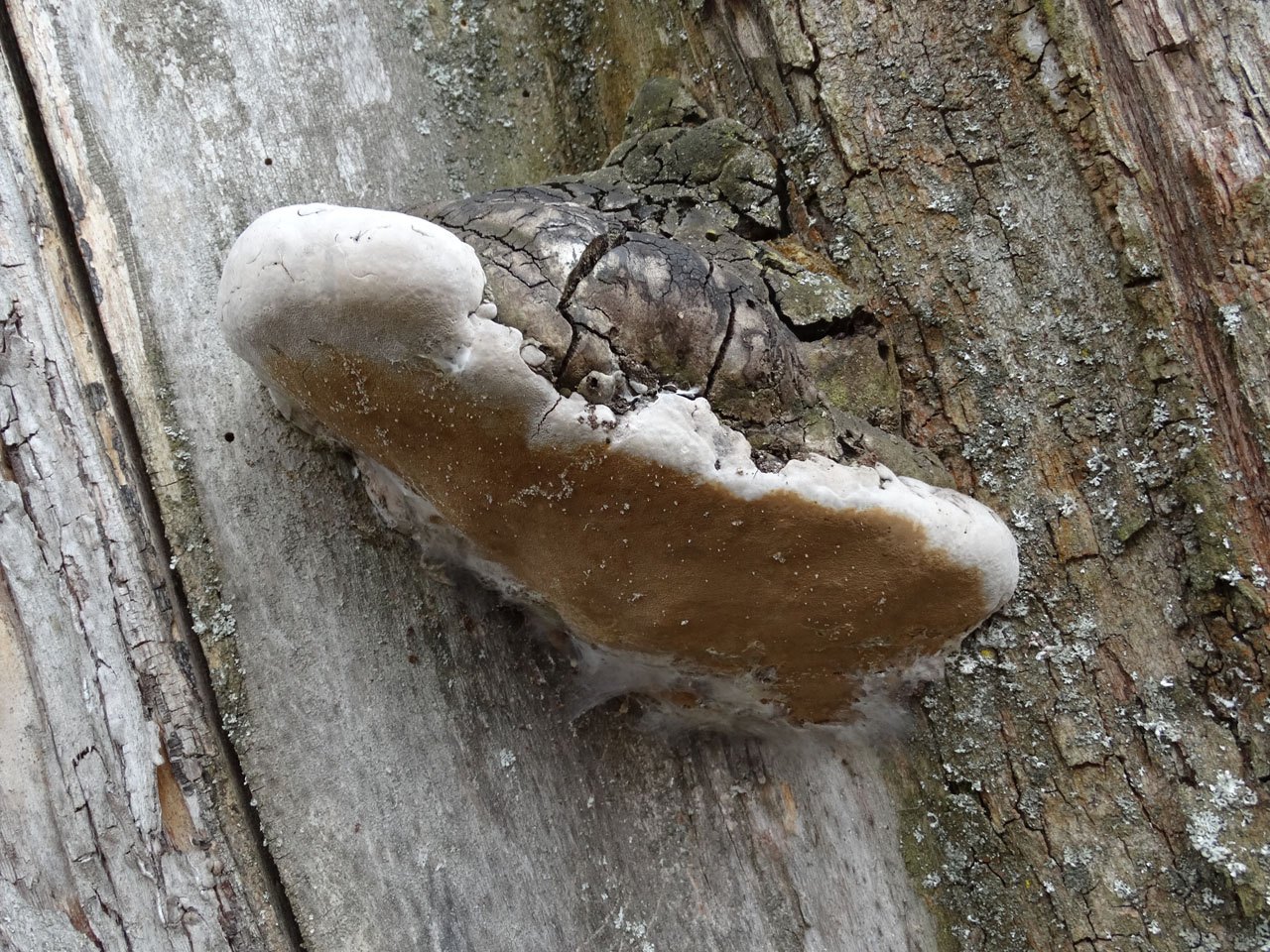 Phellinus tremulae