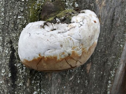 Phellinus tremulae
