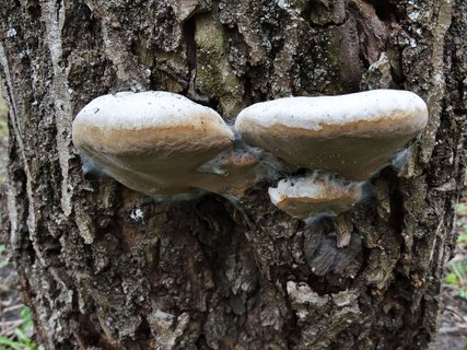Phellinus tremulae