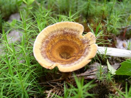Coltricia perennis