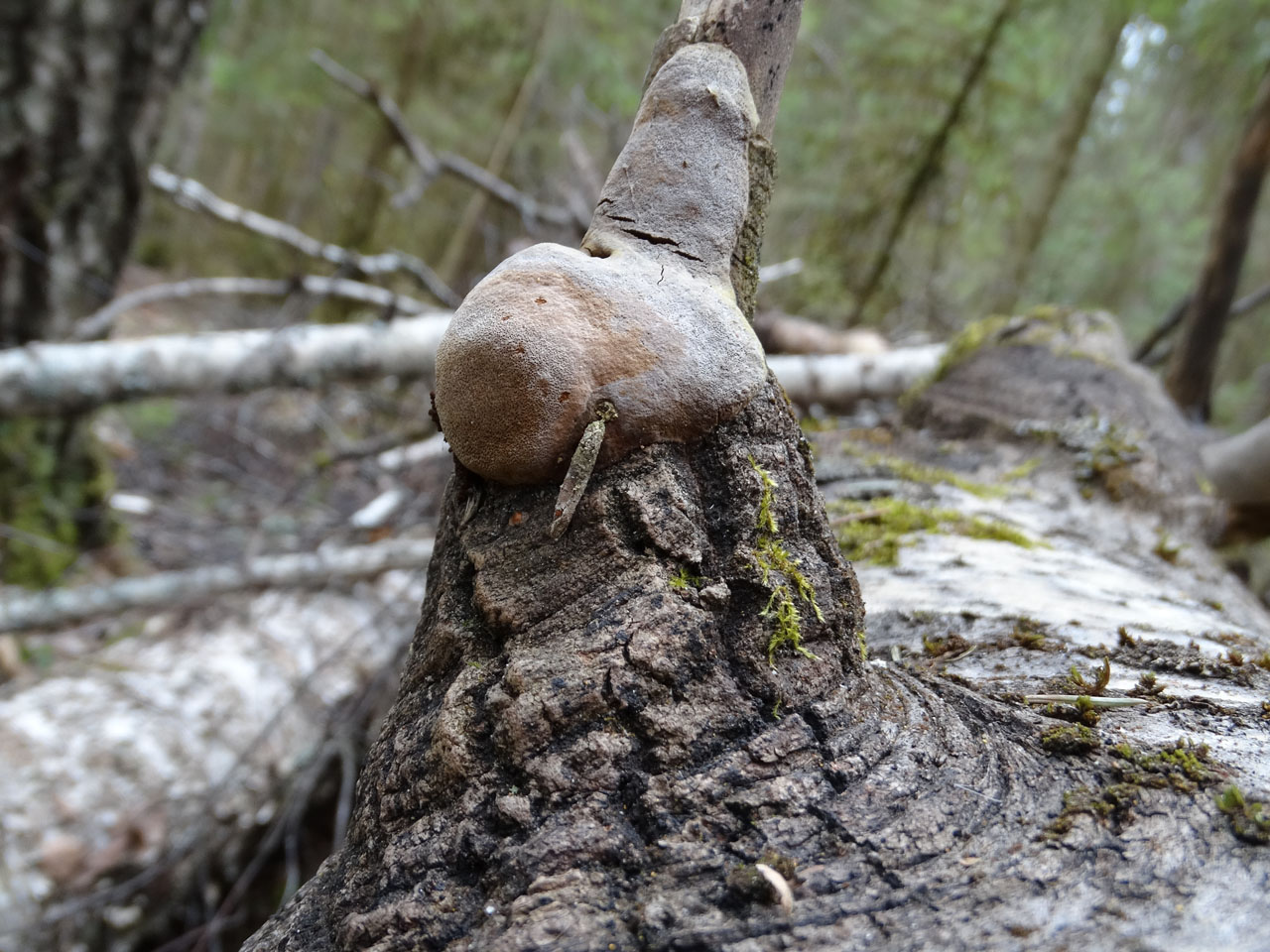Phellinus tremulae