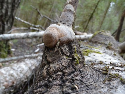 Phellinus tremulae