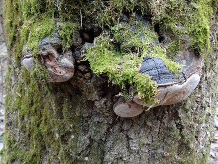 Phellinus tremulae
