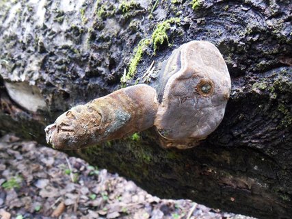 Phellinus tremulae