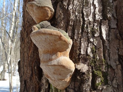 Fomitiporia robusta