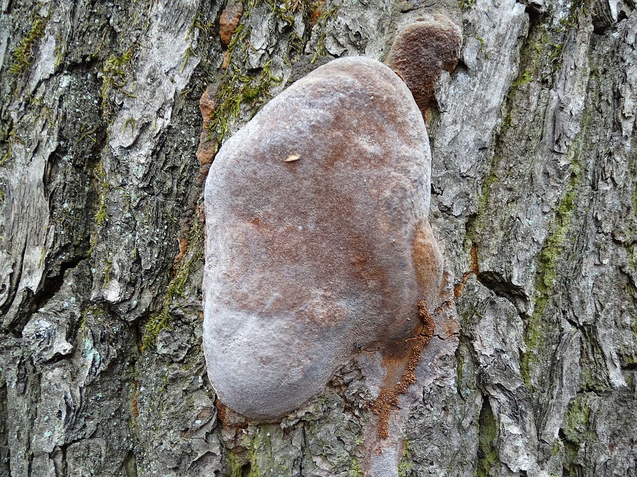 Fomitiporia robusta