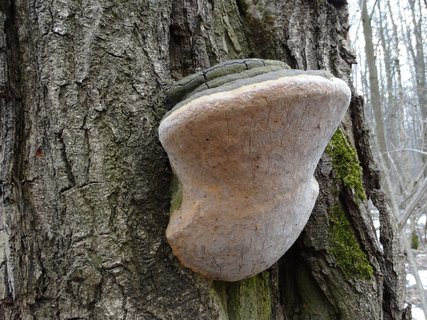 Fomitiporia robusta