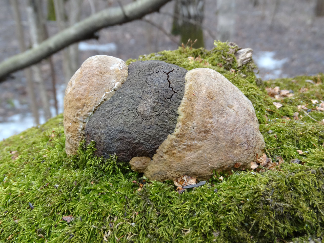 Fomitiporia robusta