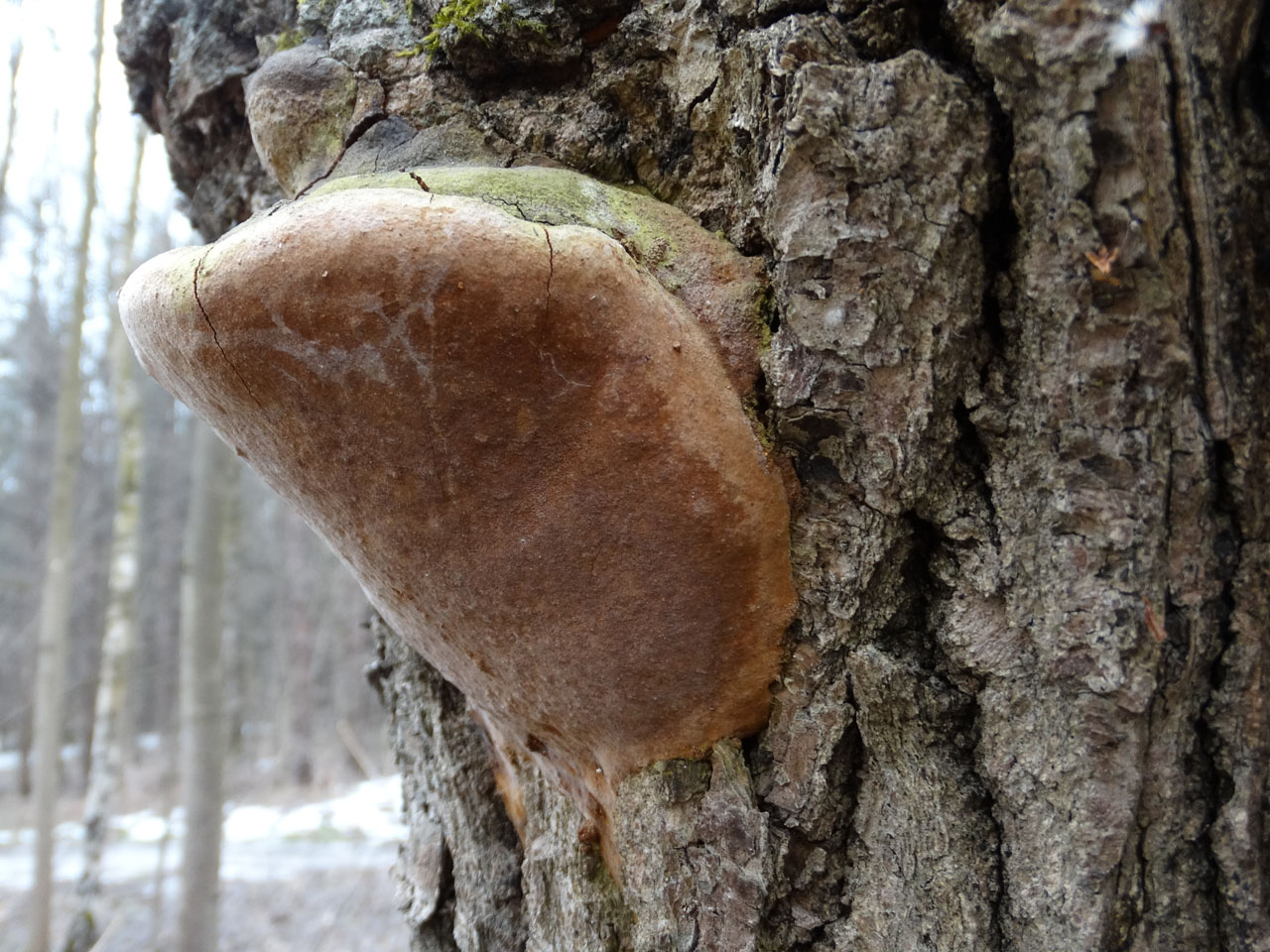 Fomitiporia robusta