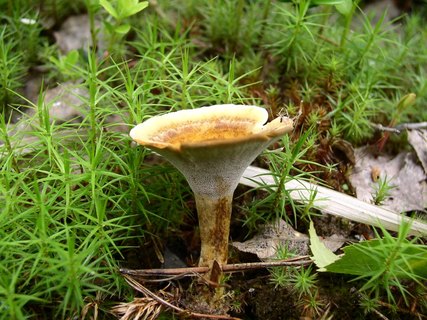 Coltricia perennis