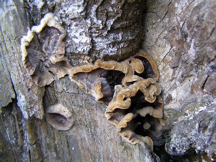 Stereum rugosum