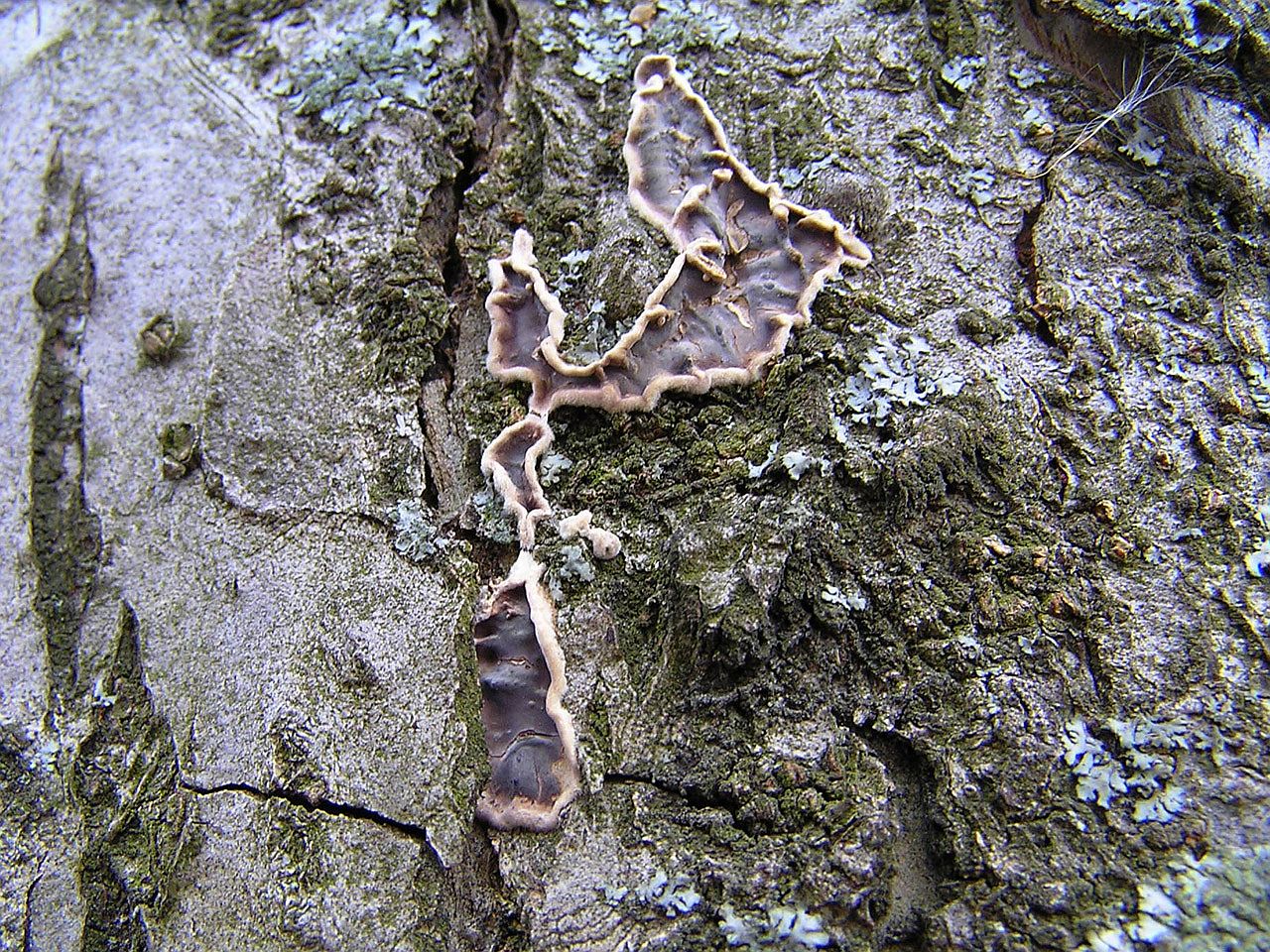 Stereum rugosum