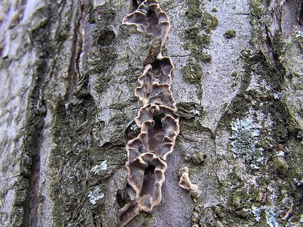 Stereum rugosum